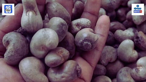 Cashew Seeds