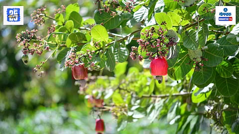 Cashew Farming