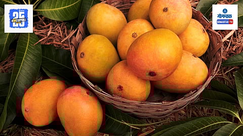 mango season Goa
