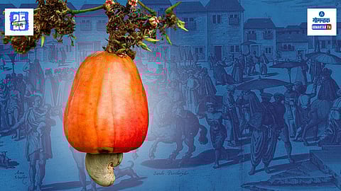 Goa Cashew History