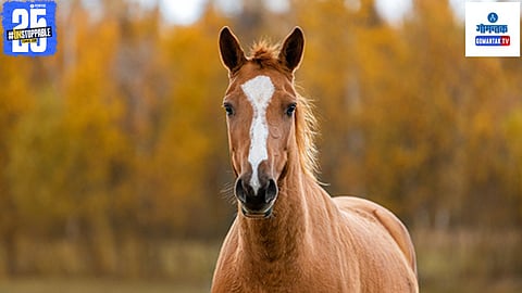 Horse Died In Mapusa Goa