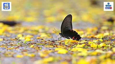 Golden Shower, Butterfly