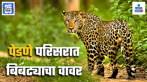 Leopard In Goa