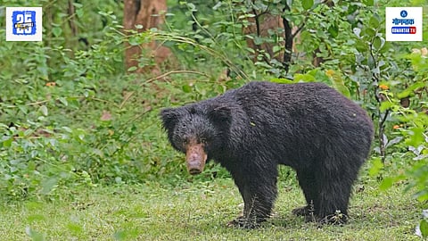 Indian Bear in Goa