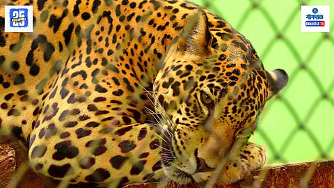 Leopard