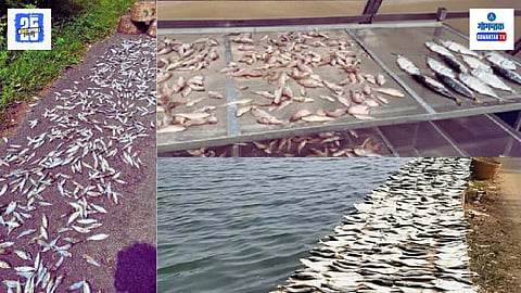 Dry Fish