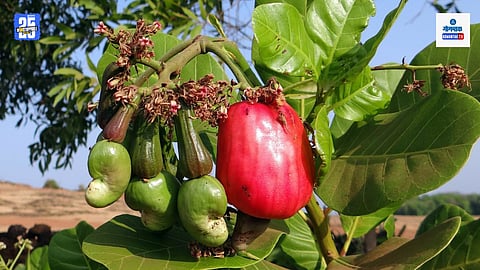 Cashew Crops