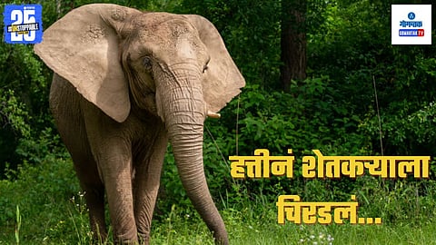 Elephant Mulls Farmer To Death