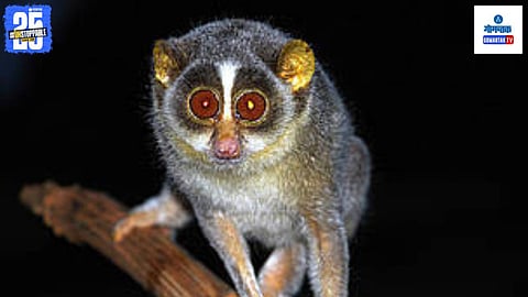 Gray Slender Loris