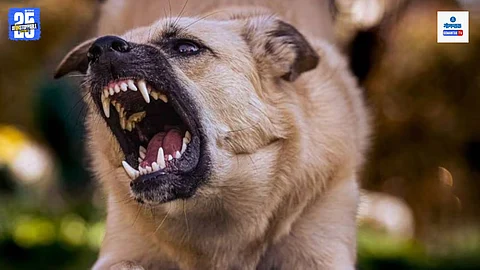 Dog Attack