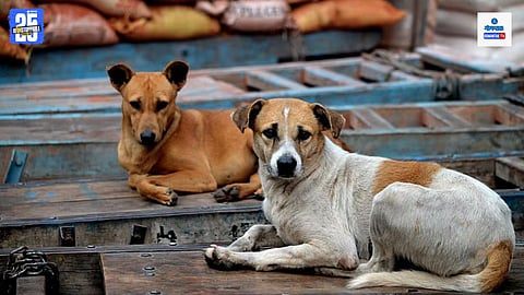 Stray Dogs Goa