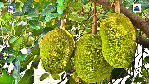 Jackfruit benefits in Goa