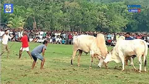 bullfight case Goa