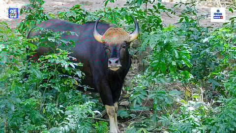 Bison in Goa, Gaur In Goa