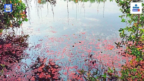 flowering trees in Goa summer season