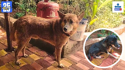 Dog saves another dog from leopard attack