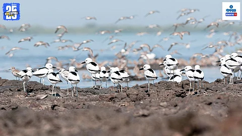 World Migratory Bird Day 2025