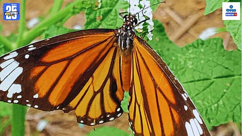 Plain Tiger Butterfly in Goa during summer
