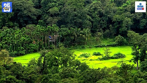 Goa Forest