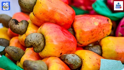 Cashew season in Goa