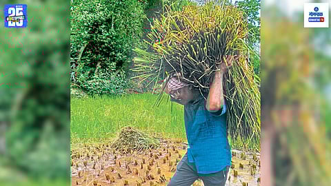 Goa Agriculture