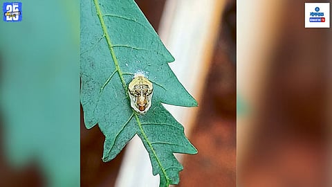 Apefly Butterfly in Vantem Goa