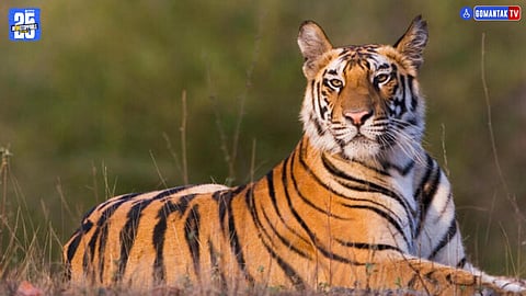 Madhya Pradesh Crime News