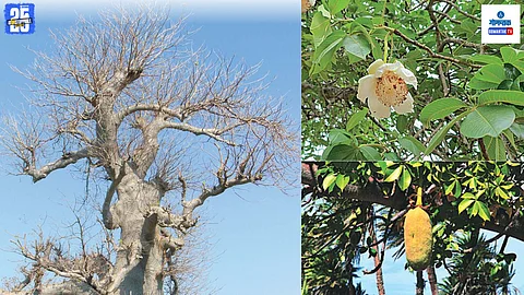 Adansonia digitata, Gorakhchinch Morjim Goa