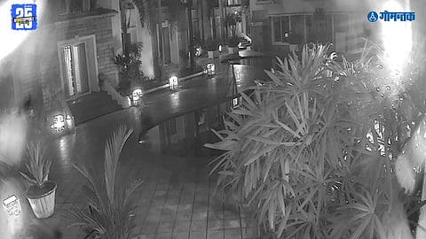 dog abuse by tourists