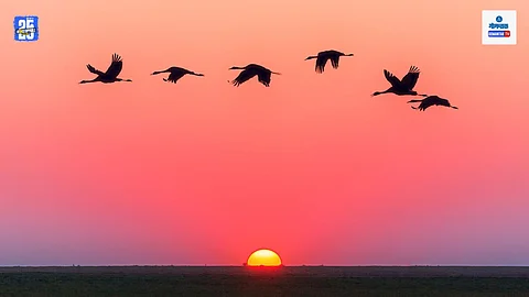List of bird species found in Goa