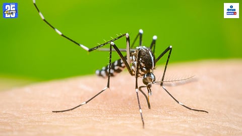 Dengue Malaria Cases