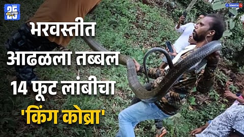 King Cobra Rescued In Dodamarg