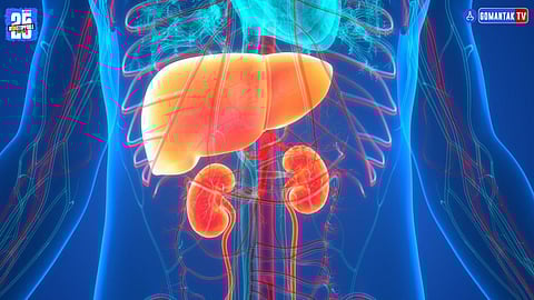 Causes Of Liver And Kidney Damage
