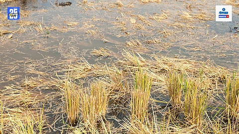 Agriculture loss report Goa