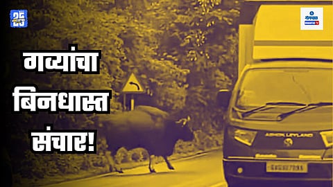 Bison In Goa Ponda, Gaur in Goa Ponda