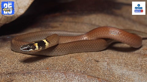 Rare Dumeril's Black-headed Snake Found in Sindhudurg