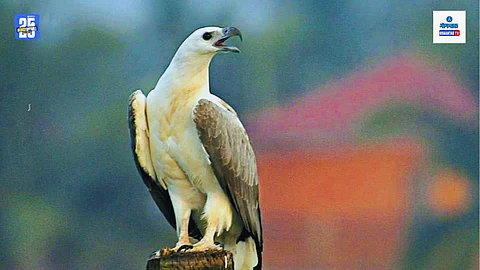 White-bellied Sea Eagle conservation in Goa