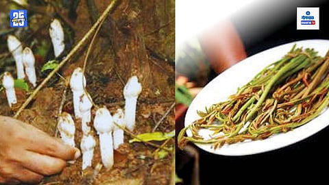 Wild Vegetables Goa Monsoon