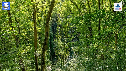 Sacred Groves