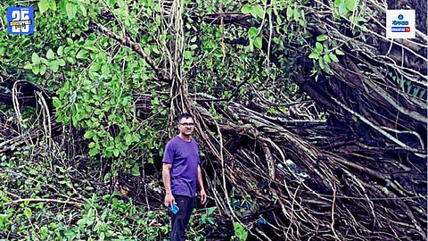 Rumad Pali Goa old banyan tree collapsed