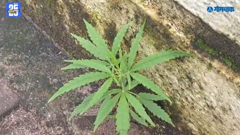 Ganja plant Panjim