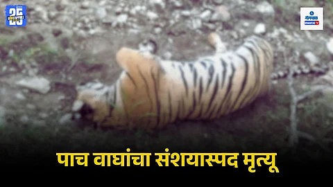 5 Tiger Cubs Death Karnataka