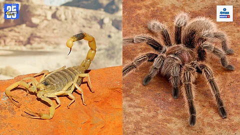 wildlife