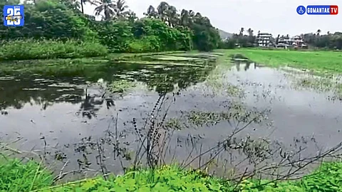 Margao: मडगावात सांडपाण्यामुळे शेतजमीनीसह आरोग्याला धोका! शेतकरी चिंतेत; तातडीने उपाययोजना करण्याची केली मागणी