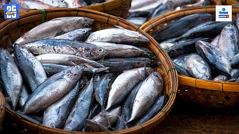 Seafood Health Risks
