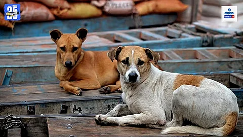 Ponda Stray Dog Issue