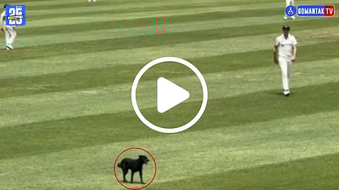WI vs AUS Dog Viral Videp