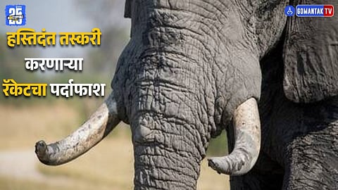 Ivory Suggling Khanapur