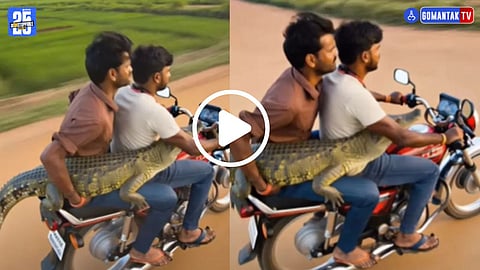 Crocodiles Viral Video