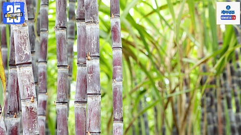 Goa sugarcane farmers